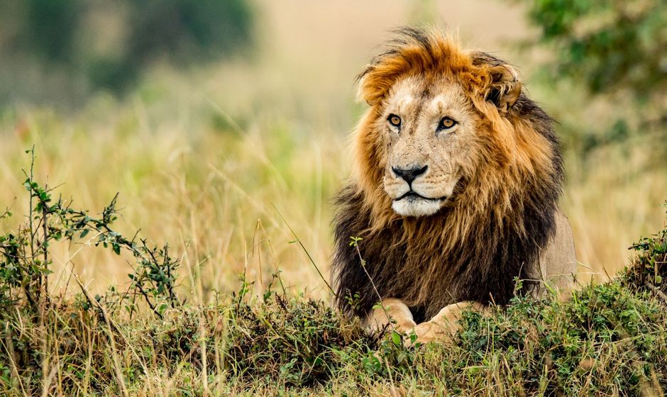 Kgalagadi Transfontier Park - South African Desert Holiday